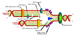 English: DNA replication or DNA synthesis is t...