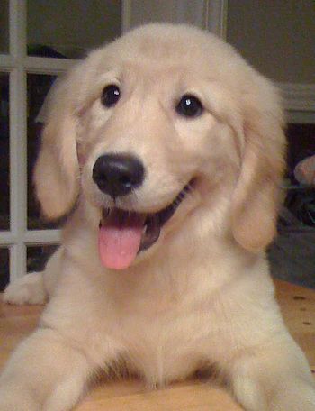 English: Golden retriever puppy, three months ...