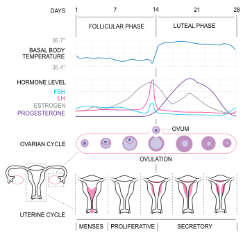 English: Diagram of the menstrual cycle (based...