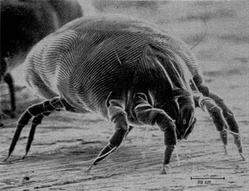 The house dust mite, its feces and chitin are ...