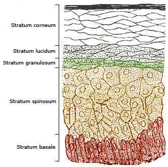 The layers of the epidermis (left). Melanocyte...