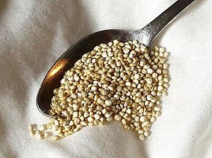Quinoa is not a grass, but its seeds have been...