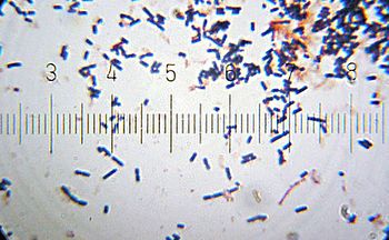 English: Lactobacillus acidophilus from a comm...