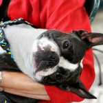 Boston Terrier