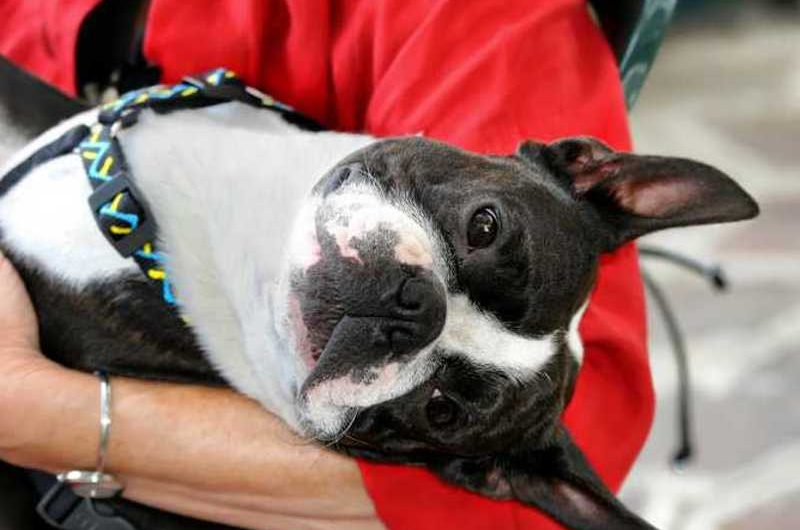 Why the Boston Terrier Rules Every Heart